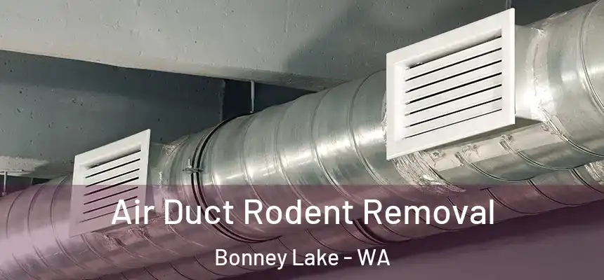  Air Duct Rodent Removal Bonney Lake - WA